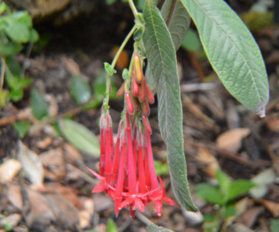 ฟิวเซีย โบลิเวียนา (Fuchsia boliviana) สีแดง / 25 เม็ด (USA)