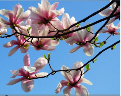 แม็กโนเลีย ยูหลาน (Magnolia Yulan) คละ / 25 เม็ด