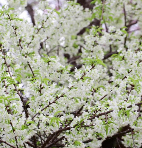 พญาเสือโคร่งขาว นางพญาเสือโคร่งดอกสีขาว / 20 เม็ด