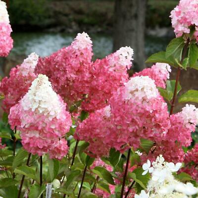 ไฮเดรนเยีย (Hydrangea) วานิลลา-สตรอเบอรี่ / 20 เม็ด