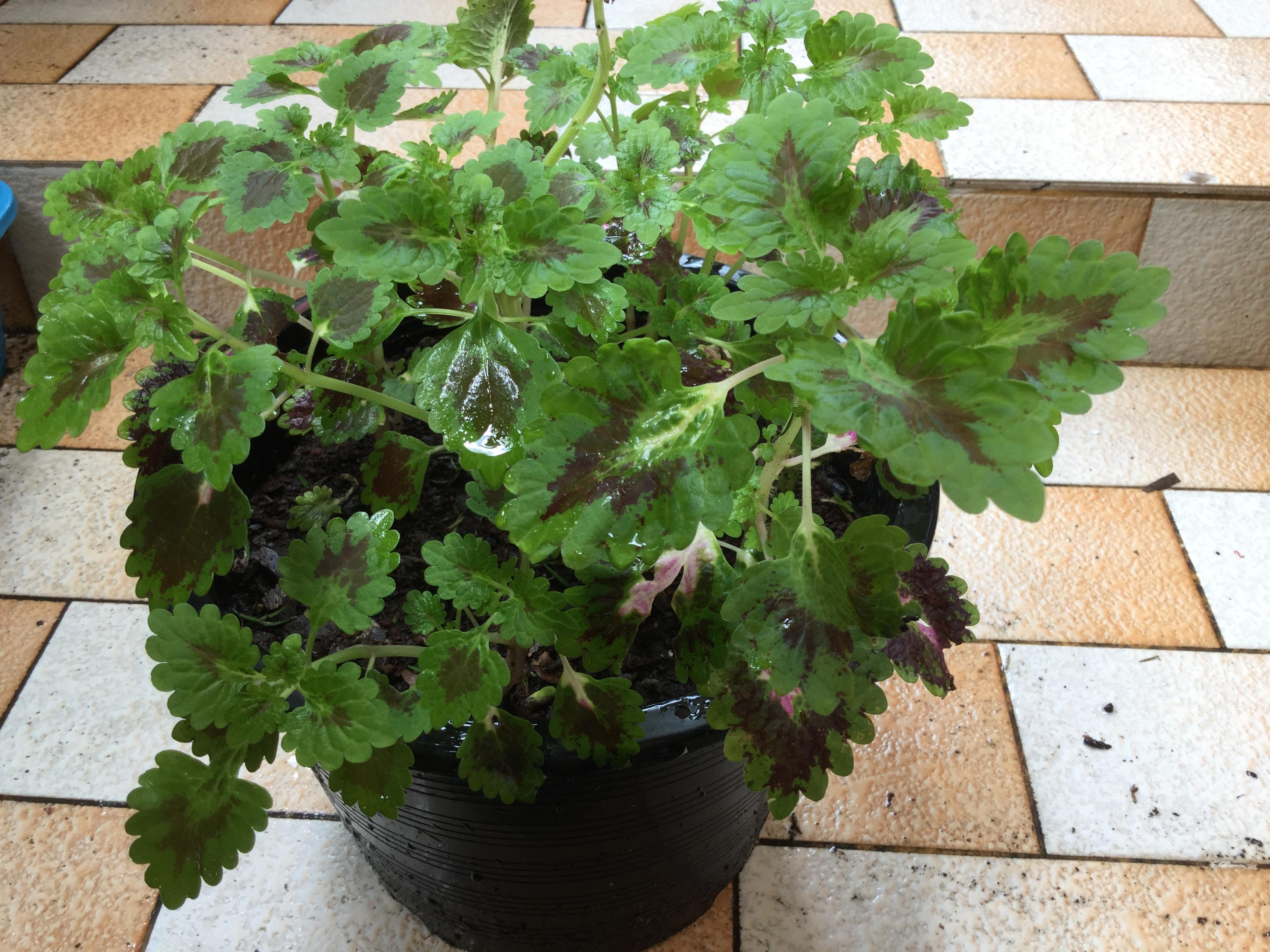 ต้นฤาษีผสมเลื้อย (coleus) ใบเขียวขอบแดง / กระถาง