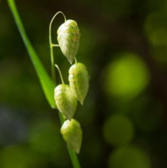 หญ้า Briza maxima / Greater Quaking grass / 250 เม็ด (Poland)