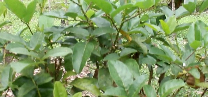 ต้นทองหลาง (Indian Coral Tree) ถุงดำ สูง 30 ซ.ม. ขึ้นไป / ต้น