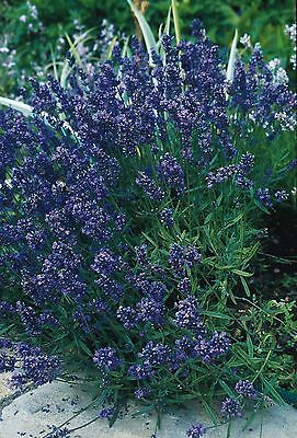 ซัฟฟอล์ก เฮิร์บ (Suffolk Herbs) / 50 เม็ด (UK)