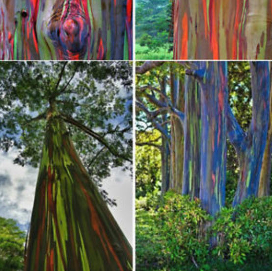 ยูคาลิปตัส แฟนซีฮาวาย (Hawaii Rainbow Eucalyptus) / 25 เม็ด (นอก)