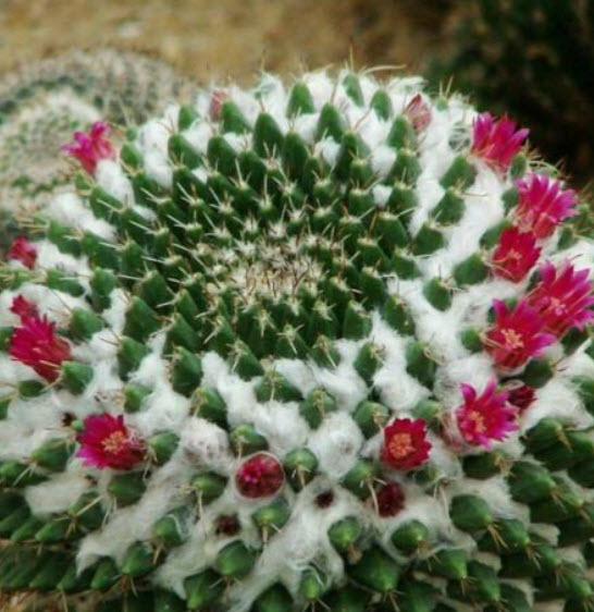 แคคตัส (Cactus) คละ / 100 เม็ด