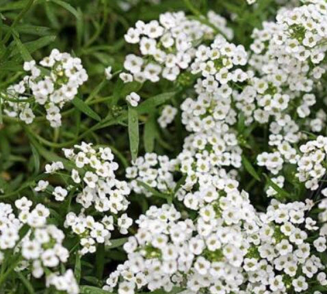 อลิสซั่ม (Alyssum Snow Prince) สีขาว / 1,600 เม็ด (UK)*