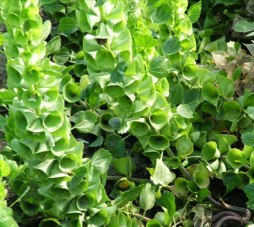 เบลส์ ออฟ ไอร์แลนด์ (Bells of Ireland) / 200 เม็ด (UK)