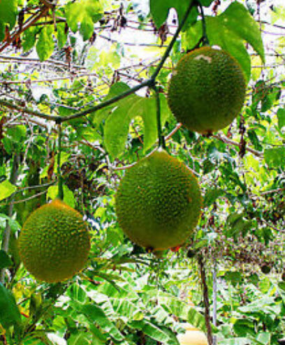 ฟักข้าว (Gac) / 15 เม็ด (ไทย)