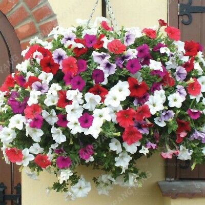 พิทูเนีย (Hanging Petunia) ซ้อน คละ / 200 เม็ด