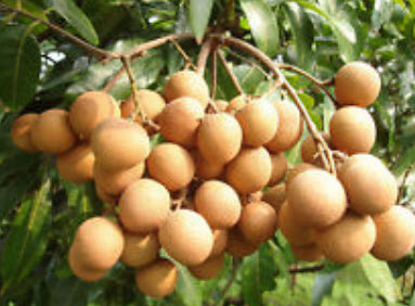 Genuine Thai Longan (LAM-YAI) / 20 pcs