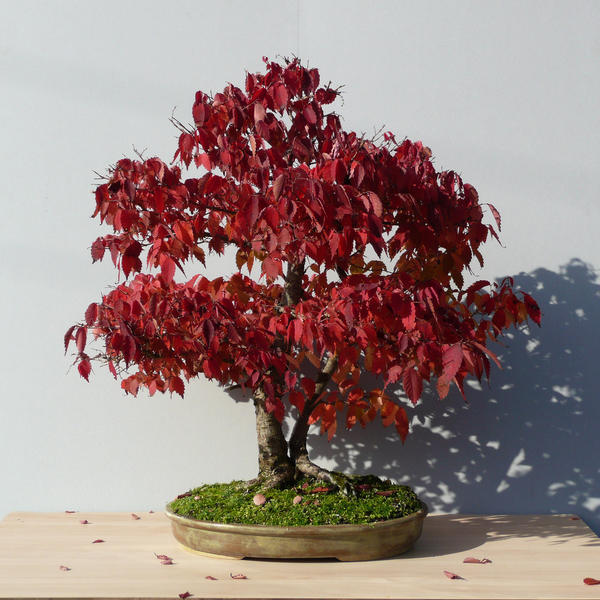 เซลโควาญี่ปุ่น (Zelkova Japanese) บอนไซ / 5 เม็ด (Poland)