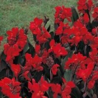 พุทธรักษา (Canna - Tropical Bronze Scarlet) / 5 เม็ด (UK)