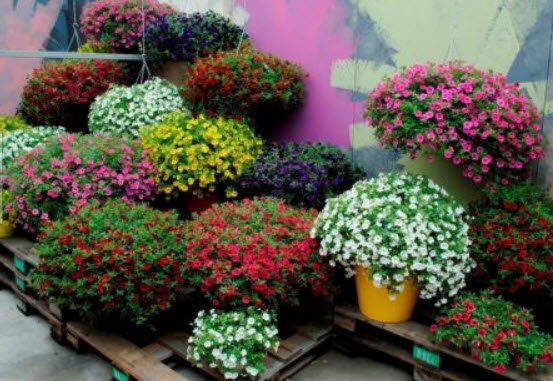 คาลิบราโคว์ คาบลูม (Calibrachoa - Kabloom) คละ / 200 เม็ด