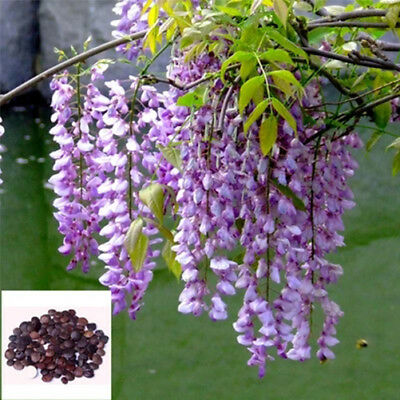 วิสทีเรียต้น (Wisteria tree) สีม่วง / 10 เม็ด