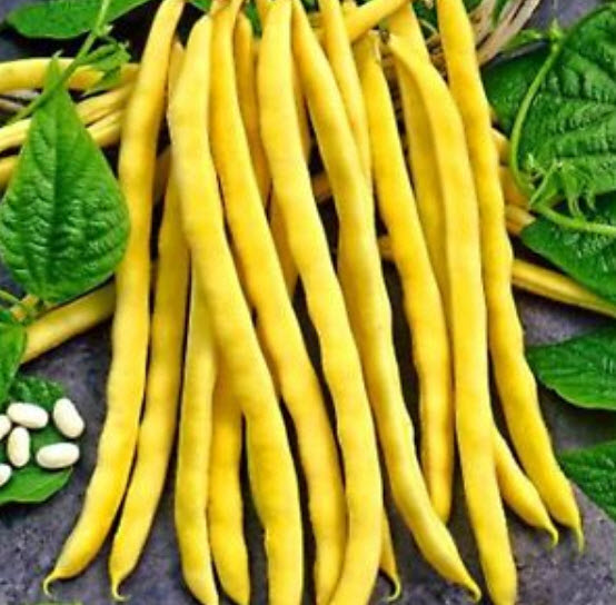 ถั่วแขกเหลือง (Yellow bush bean) / 10 เม็ด (Ukraine)