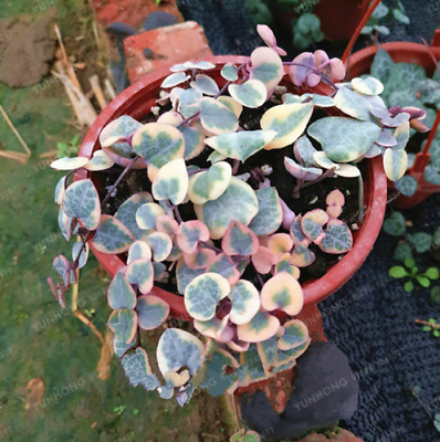 สายป่านดวงใจ (Chain of Heart) ใบด่าง / 10 เม็ด (นอก)