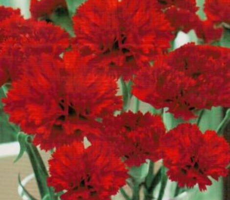 คาร์เนชั่น แดง (Red Carnation) / ซอง 30 เม็ด (A281)
