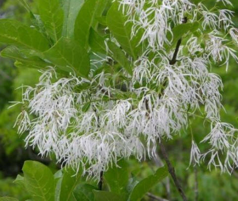 ฟริงก์ หรือไวท์ ฟริงก์ (Fringe tree) / 5 เม็ด (USA) หายากมาก