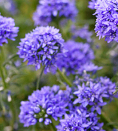 บลูเฮด กิเลีย (Bluehead Gilia / Gilia Capitata) / 1,000 เม็ด (UK)