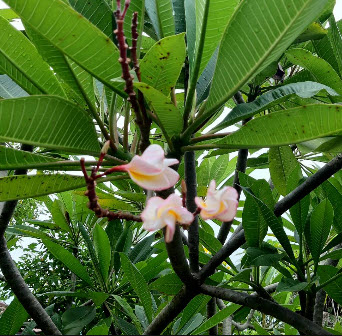 ต้นลีลาวดี ดอกชมพูอ่อน กระถาง 10 สูง 70-100 ซ.ม. / ต้น