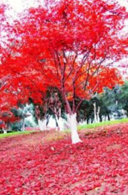 ต้นเมเปิ้ลญี่ปุ่น (Japanese maple) แดง / 20 เม็ด (นอก)