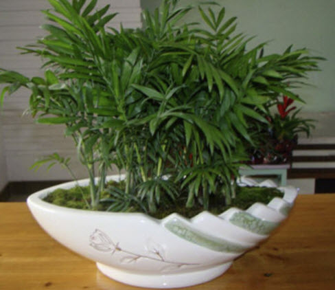 ปาล์มภูเขาเม็กซิโก (Mexico Mountain Palm) / 30 เม็ด (Italy)*