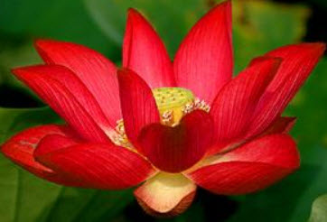 บัวหลวง สีแดงเข้ม / 5 เม็ด