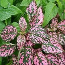 ละอองดาว หรือไฮโพเอสเตท - คอนเฟ็ทตี้ (Hypoestes - Confetti) คละสี / 20 เม็ด (UK)