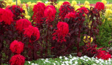 ผักโขมแดง (Amaranthus tricolor) / 650 เม็ด (UK)