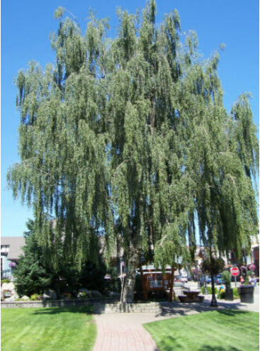 ไวท์เบิร์ช หรือซิลเวอร์ เบิร์ช (White Birch) / 150 เม็ด (USA)