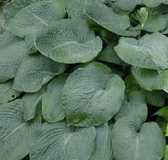 ฮอสต้า ไจแอนท์ บลู (Giant Blue Hosta) / 25 เม็ด (USA)*