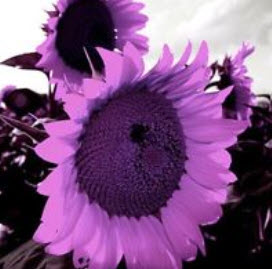 ทานตะวัน สีม่วง (Purple Sunflower) / 50 เม็ด