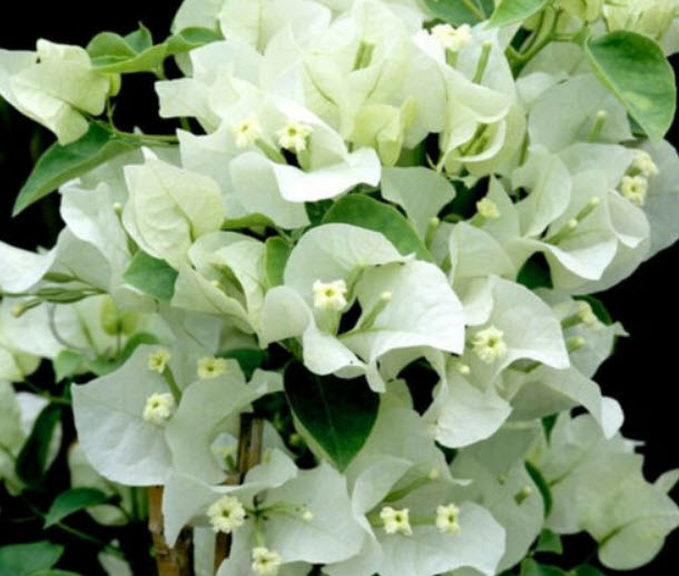 เฟื่องฟ้า (Chinese Bougainvillea) ดอกสีขาว / 50 เม็ด (Vietnam)