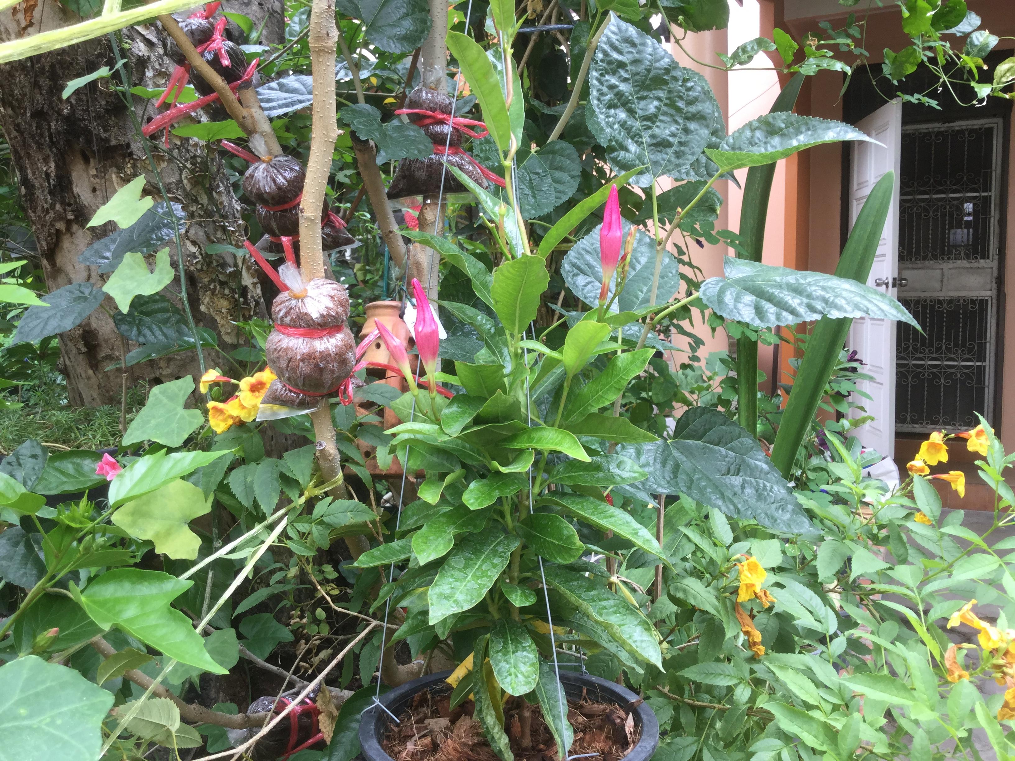 ต้นอมรเบิกฟ้า (Rose Dipladenia) สีชมพู / ต้น