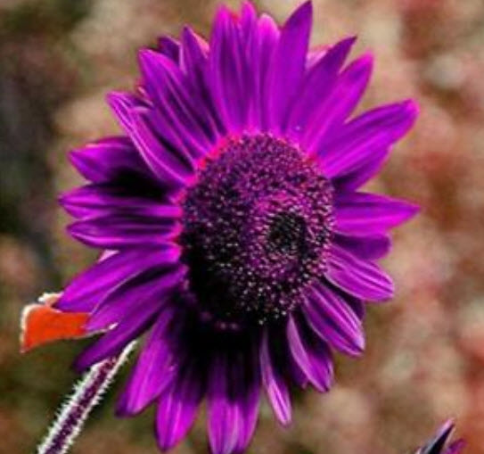 ทานตะวัน สีม่วง (Purple Sunflower) / 50 เม็ด