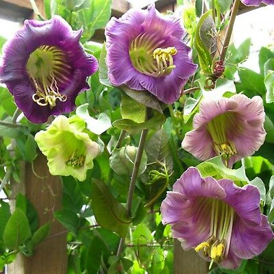 แคทเธอดรัล เบลล์ (Cathedral Bells) คละ / 8 เม็ด (Ukraine)