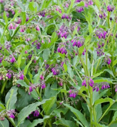 คอมเฟรย์ พืชสมุนไพร (Comfrey / Symphytum Officinale) / 25 เม็ด (UK)*