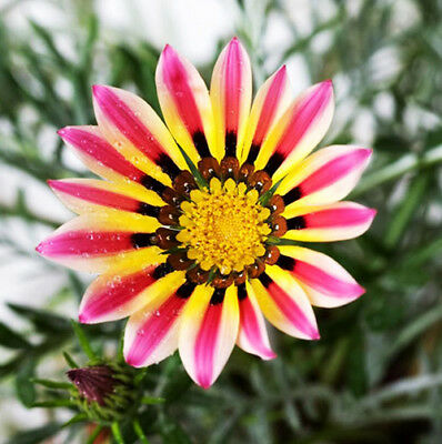 กาซาเนีย (Gazania) คละ / ซอง 50 เม็ด (A029)