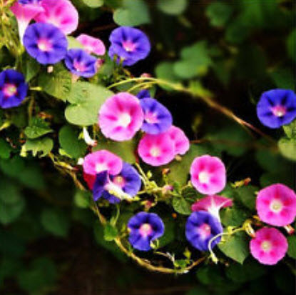 มอนิ่ง กลอรี่ (Morning glory) คละสี / 10 เม็ด (China)