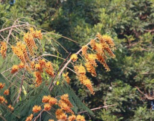 ทองพลุ (Colville's Glory) / 5 เม็ด (UK)