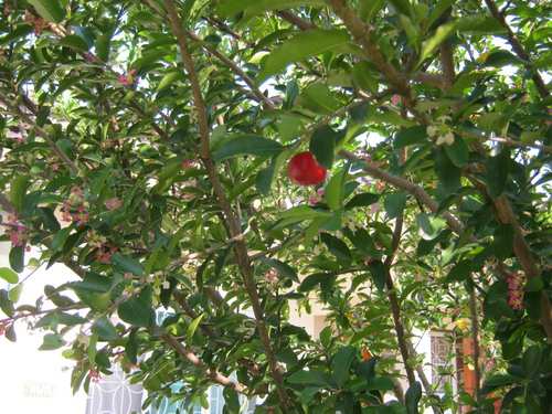 เมล็ดสดเชอรี่ (Cherry) / 20 เม็ด (ไทย)