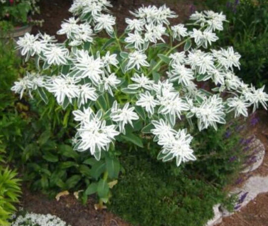 ยูฟอร์เบีย มาร์จินาต้า (Euphorbia Marginata) / ซอง 20 เม็ด (Ukraine)