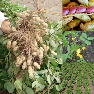 ถั่วลิสงเวอจิเนียจัมโบ้ (Virginia peanut) / 25 เม็ด