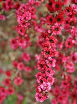 ต้นมานูก้า ดอกสีแดง (Manuka) สูง 30-40 ซ.ม / ต้น.