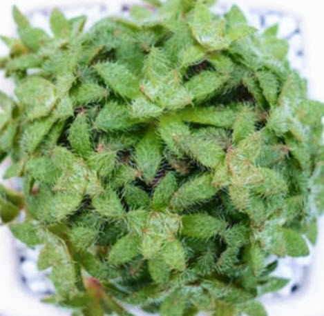 คราสซูล่า (Crassula) คละ / 50 เม็ด