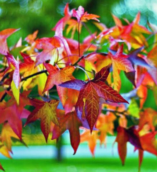 สวีทกัม (Sweetgum / Alligator Wood) / 100 เม็ด (Australia)