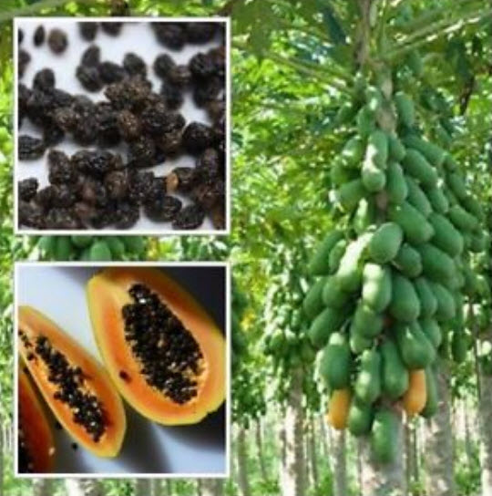 มะละกอ เรดเลดี้ (Red Lady Papaya) / 20 เม็ด (Sri Lanka)