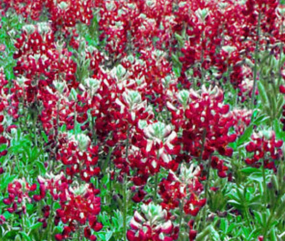 บลูบอนเน็ต มารูน เรด (Bluebonnet - Maroon Red) / 50 เม็ด (USA)