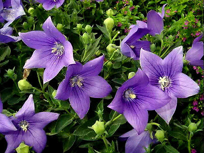 บอลลูน สีม่วง / 25 เม็ด (USA)